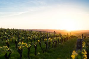 Vineyard, Carcassonne © boudewijn bo boer / unsplash