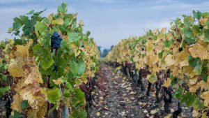 Vineyard, Beaunes © james lee / unsplash